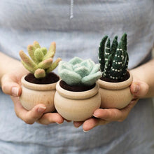 Load image into Gallery viewer, Succulents Kit