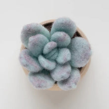Load image into Gallery viewer, Mini Succulent Kit