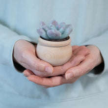 Load image into Gallery viewer, Mini Succulent Kit