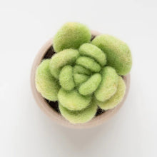 Load image into Gallery viewer, Mini Succulent Kit