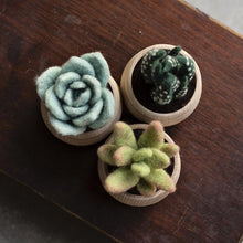 Load image into Gallery viewer, Succulents Kit