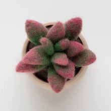 Load image into Gallery viewer, Mini Succulent Kit