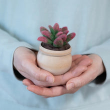 Load image into Gallery viewer, Mini Succulent Kit