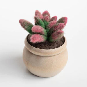 Mini Succulent Kit