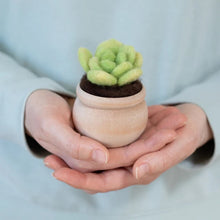Load image into Gallery viewer, Mini Succulent Kit
