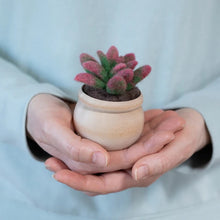 Load image into Gallery viewer, Mini Succulent Kit
